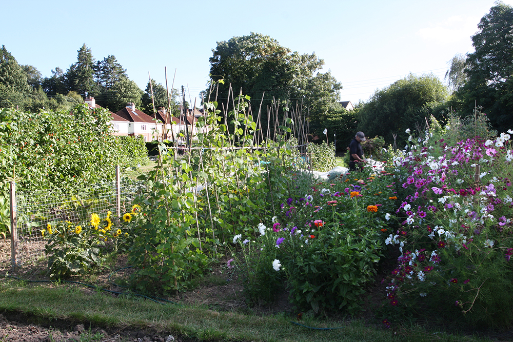 allotments 1.jpg